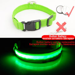 SIPPI PUP EXCLUSIVE: LED Dog Collar - USB Rechargeable